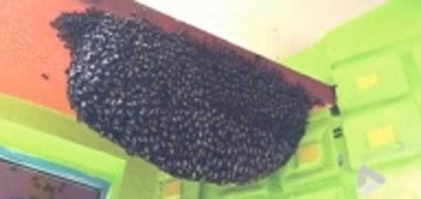 जहर बेचने वाली महिलाएं अब बाटेंगी अमृत